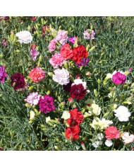 Œillet deltoïdes Rosea