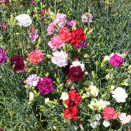 Œillet des fleuristes Chabaud Mix