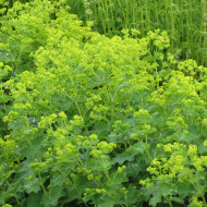 Alchémille mollis