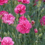Œillet des fleuristes Triumph Rose