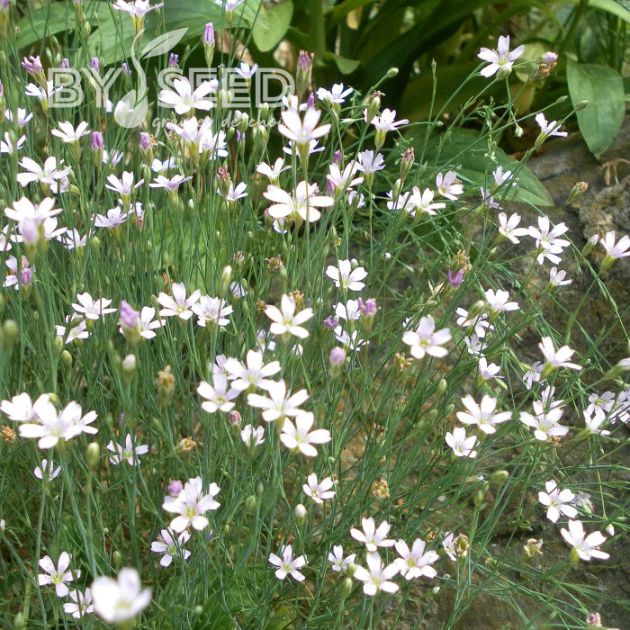 Œillet des rochers - Petrorhagia saxifraga