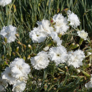 Œillet mignardise Albus Plenus