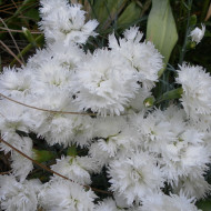 Œillet mignardise Albus Plenus