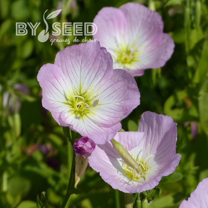 Oenothera speciosa Evening Pink