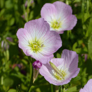 Oenothera speciosa Evening Pink