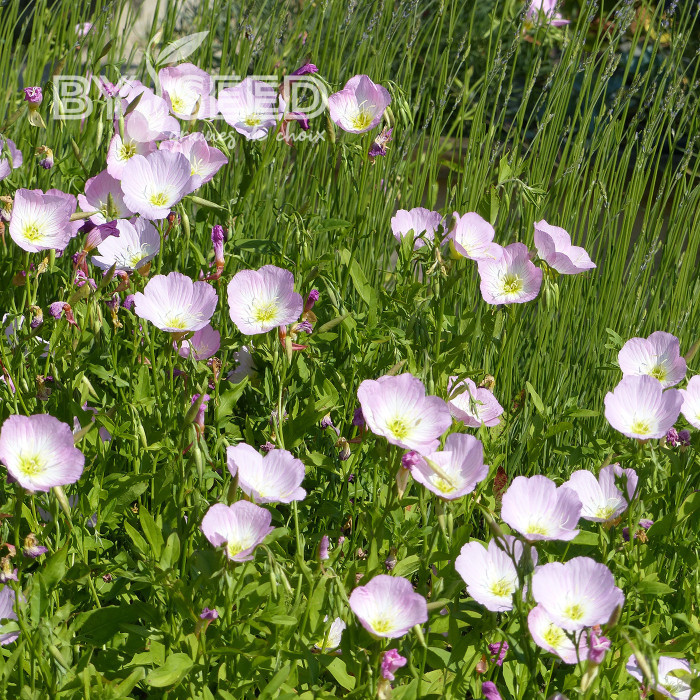 Oenothera speciosa Evening Pink