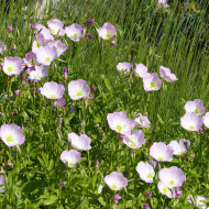 Oenothera speciosa Evening Pink