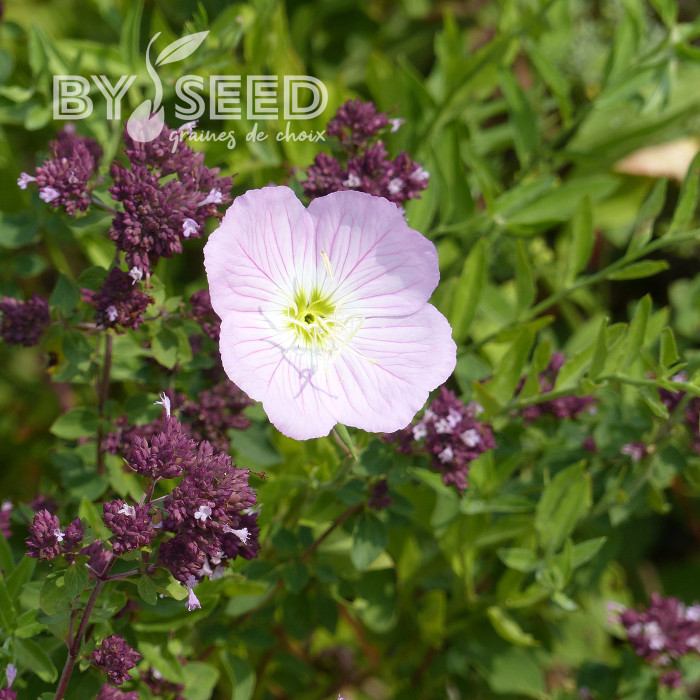 Oenothera speciosa Evening Pink