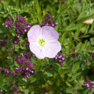 Oenothera speciosa Evening Pink