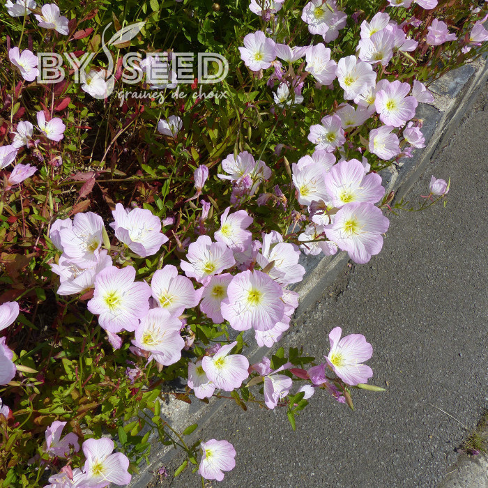 Oenothera speciosa Evening Pink