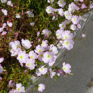 Oenothera speciosa Evening Pink