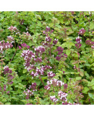 Orlaya grandiflora