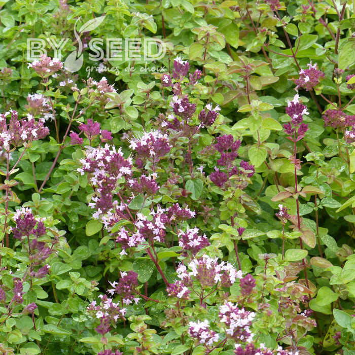 Origan commun (fleur sauvage)
