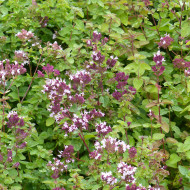 Origan commun (fleur sauvage)