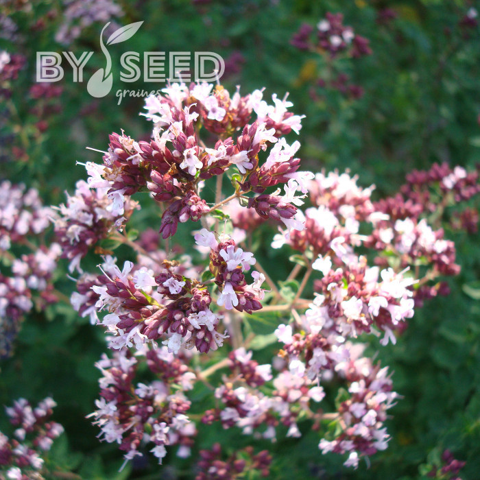Origan commun (fleur sauvage)