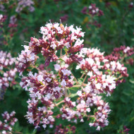 Origan commun (fleur sauvage)