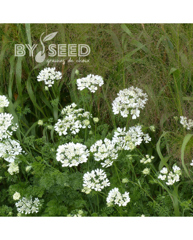 Orlaya grandiflora