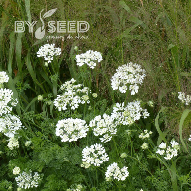 Orlaya grandiflora