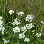 Orlaya grandiflora