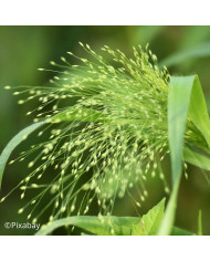Panicum miliaceum Violaceum