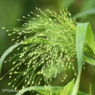 Panicum elegans Sprinkles