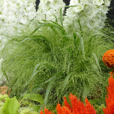 Panicum elegans Sprinkles