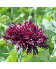 Pavot annuel Crimson Feathers