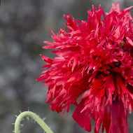 Pavot annuel Crimson Feathers