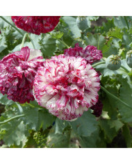 Pavot annuel Crimson Feathers