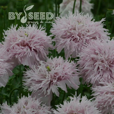 Pavot annuel Lilac Pompom