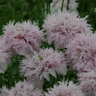Pavot annuel Lilac Pompom