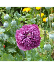 Pavot annuel Rose Feathers