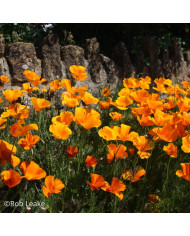 Pavot de californie Aurantiaca orange BIO