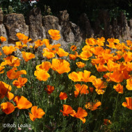 Pavot de Californie Orange King