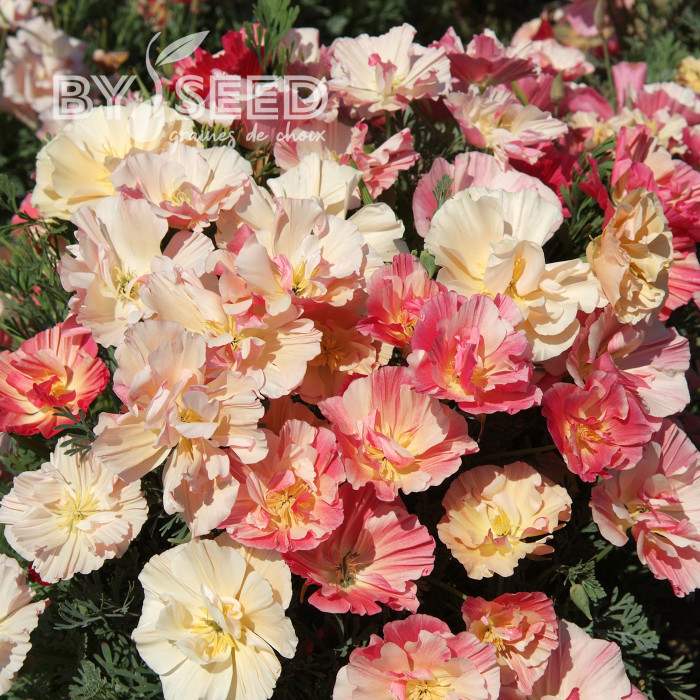 Pavot de Californie Thai Silk Appleblossom Chiffon Imp.