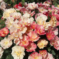 Pavot de Californie Thai Silk Appleblossom Chiffon Imp.