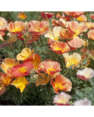 Pavot de Californie Thai Silk Formula Mixture