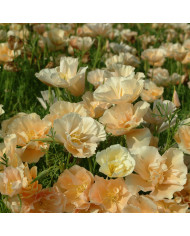 Pavot de Californie Thai Silk Formula Mixture