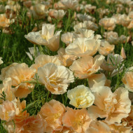 Pavot de Californie Thai Silk Pink Champagne