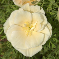 Pavot de Californie Thai Silk Pink Champagne