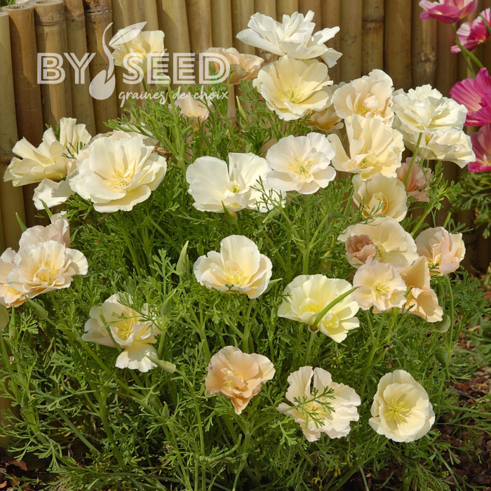 Pavot de Californie Thai Silk Pink Champagne