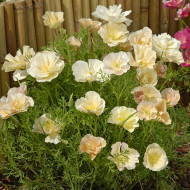 Pavot de Californie Thai Silk Pink Champagne