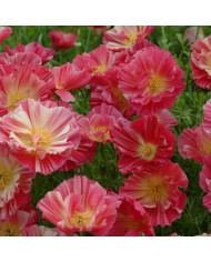 Pavot de Californie Thai Silk Strawberry Fields