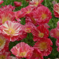 Pavot de Californie Thai Silk Rose Chiffon