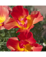 Pavot de Californie Thai Silk Rose Chiffon