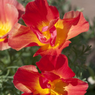 Pavot de Californie Thai Silk Strawberry Fields