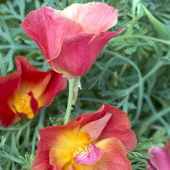 Pavot de Californie Thai Silk Strawberry Fields