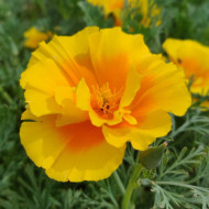 Pavot de Californie Yukon Gold