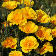 Pavot de Californie Yukon Gold