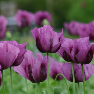 Pavot somniferum nigrum Hungarian Blue